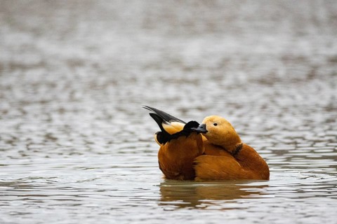 Ruddy shelduck (Tadorna ferruginea) Germany