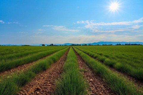 Extensive lavender field (Lavandula), blue sky and trees in the background, summer, Valensole,