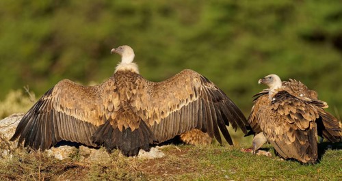 Griffon vulture (Gyps fulvus), wing drying, Pyrenees, Catalonia, Spain, Europe