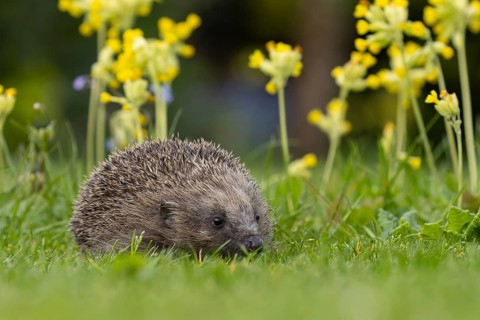 European hedgehog (Erinaceus europaeus) adult animal on an urban garden grass lawn in the spring