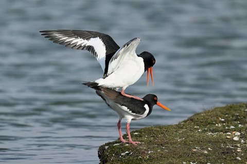 Oystercatcher (Haematopus ostralegus), mating, Texel, West Frisian Islands, province of North