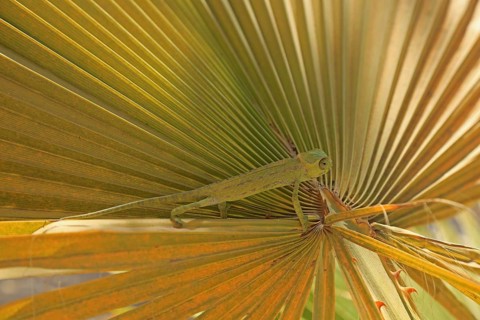 Chameleon (Chamaeleoninae), Djerba, Tunisia, Africa