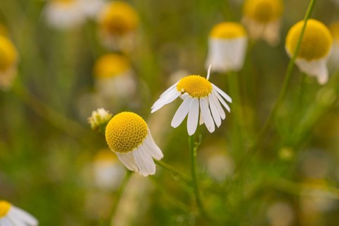 Detailed view of camomile flowers in a natural environment