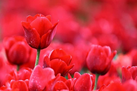 Red tulip flowers (Tulipa), Texel, North Holland, Netherlands