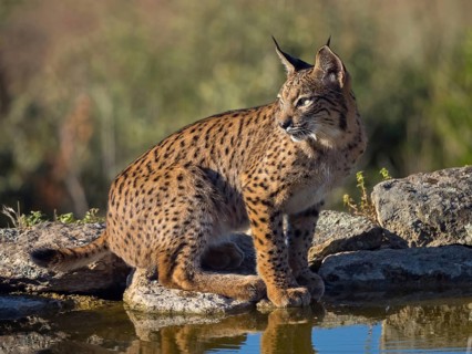 Iberian lynx (Lynx pardinus), drinking water at the waterhole, Hides De Calera / Lynx Hide, Calera