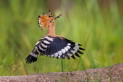 Hoopoe (Upupa epops) Bird of the Year 2022, male with beetle larva as prey, foraging, canopy