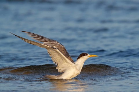 Common Tern, flight photo, (Thalasseus bergii), swimming in water, East Khawr / Khawr Ad Dahariz,