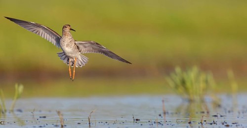 Ruff (Philomachus pugnax), female in flight, Narew, Bialystok, Podlasie, Poland, Europe