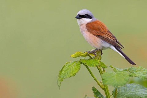 Red-backed shrike, red-backed shrike, thorn-backed shrike, family of shrikes, (Lanius collurio),