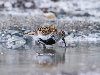 Dunlin (Calidris alpina) adult searching for food in a rock pool, at low tide, at midnight, May,