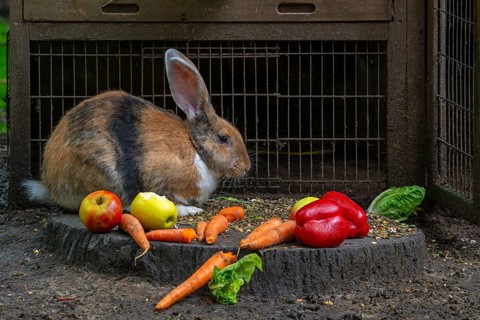 Continental giant, German giant, Flemish giant, very large breed of domestic rabbit eating carrots,
