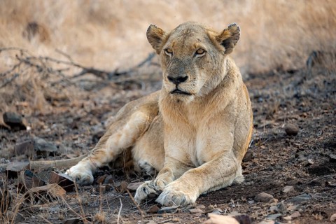 Lion (Panthera leo), adult female, lying down, African savannah, Kruger National Park, South