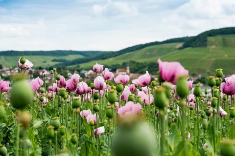 Opium poppy (Papaver somniferum), opium poppy field, Erlenbach, near Heilbronn, Baden-Württemberg,