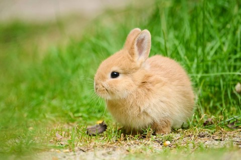 Domesticated rabbit (Oryctolagus cuniculus domesticus) cub on a meadow, Franconia, Bavaria,