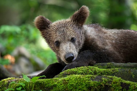 European brown bear (Ursus arctos arctos) in the forest, young, Notranjska region, Slovenia, Europe