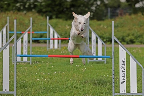 White Swiss Shepherd, Agility