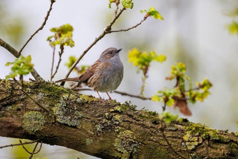 Dunnock (Prunella modularis), Germany, Europe