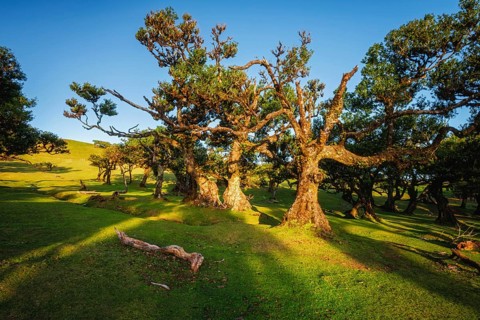 Centuries-old til trees in fantastic magical idyllic Fanal Laurisilva forest on sunset. Madeira