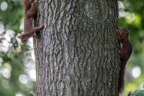 Eurasian red squirrel (Sciurus vulgaris), two animals on an oak tree, Emsland, Lower Saxony,