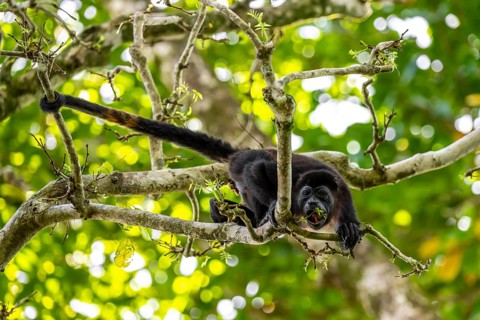 Mantled howler (Alouatta palliata) eating buds in a tree, Cahuita National Park, Costa Rica,