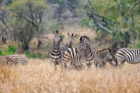 Plains zebras (Equus quagga), group in tall grass, Kruger National Park, South Africa, Africa