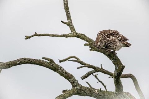 Little owl (Athene noctua), Emsland, Lower Saxony, Germany, Europe