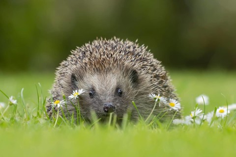 European hedgehog (Erinaceus europaeus) adult animal on a garden grass lawn with flowering daisy