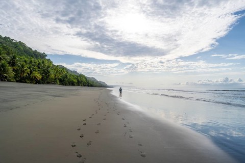 Young man walking along a sandy beach, tropical rainforest on the Pacific coast, Corcovado National