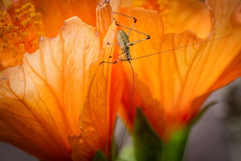 Grasshopper on hibiscus or marshmallow flower (Hibiscus), Baden-Württemberg, Germany, Europe
