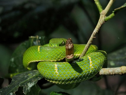 Bothriechis lateralis (Bothriechis lateralis) curled up on a branch in the jungle. Monteverde Cloud