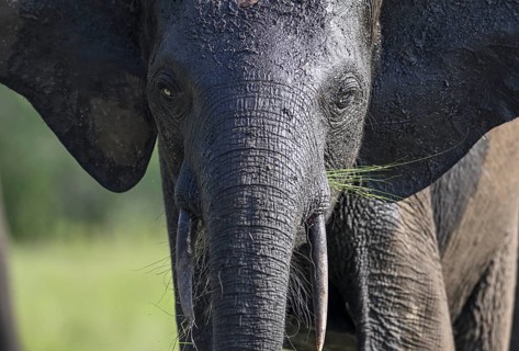 African forest elephant (Loxodonta cyclotis) in Loango National Park, Parc National de Loango,