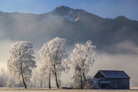 Birch trees with hoarfrost, hut in front of mountains, winter, Loisach-Lake Kochel moor, view of