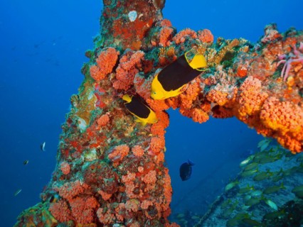 Bright orange corals, orange cup coral (Tubastraea coccinea), with tropical fish, tricolour