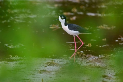 Black-necked Stilt (Himantopus mexicanus), Wakodahatchee Wetlands, Delray Beach, Florida, USA,