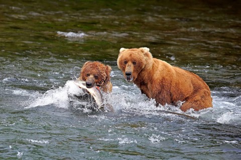 Grizzly bear (Ursus arctos horribilis), adult, two animals, in water, in summer, with salmon, with
