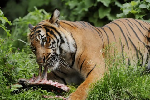 Sumatran tiger (Panthera tigris sumatrae), feeding, captive, occurring on Sumatra, Indonesia, Asia