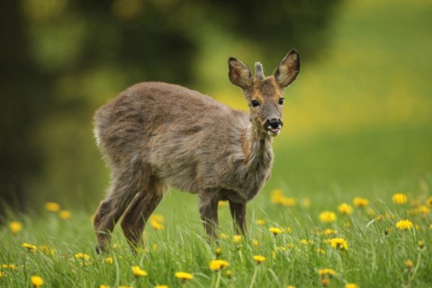 European roe deer (Capreolus capreolus) fawn with a short basal spike in common dandelion