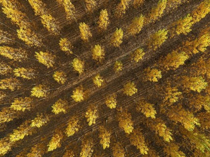 European Aspen (Populus tremula) in autumnal colours. Cultivated for timber. Aerial view. Drone