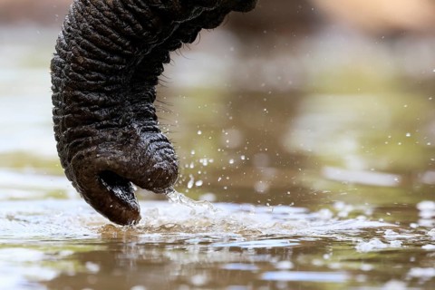 African elephant (Loxodonta africana), adult, Rüssell, drinking, at the water, detail, Kruger