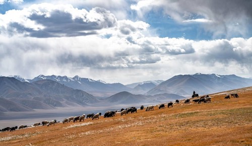Flock of sheep and riders on a plateau, Ak Shyrak Mountains, near Kumtor, Kara-Say, Tian Shan,