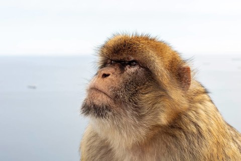 Close-up of a monkey with focus on the face in front of a blurred sea, Gibraltar, Barbary macaque