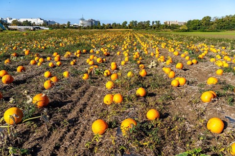Pumpkin field, ripe pumpkins, shortly in front of harvest, near Neuss, North Rhine-Westphalia,