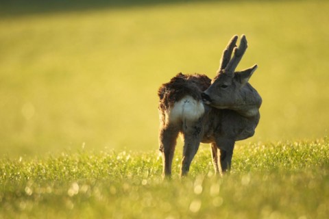 European roe deer (Capreolus capreolus) buck with velvet horns and winter coat in the morning
