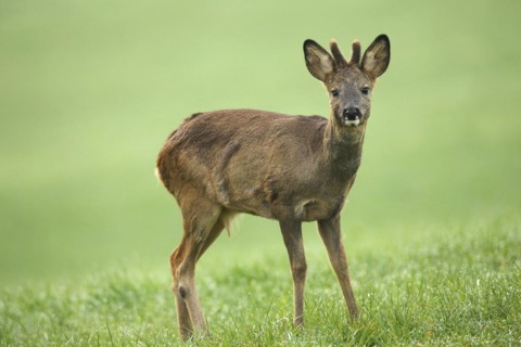 European roe deer (Capreolus capreolus) fawn in winter coat and short bast horns with eye injury on