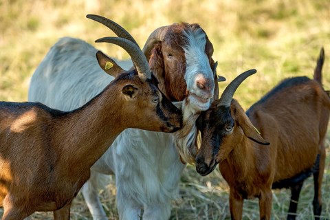 Goats (Capra), Boer goats, goats courting buck with long beard, scent, pasture with dry grass,