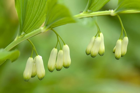 Flowers of a solomon's seal (Polygonatum multiflorum) with raindrops, Bavaria, Germany, Europe