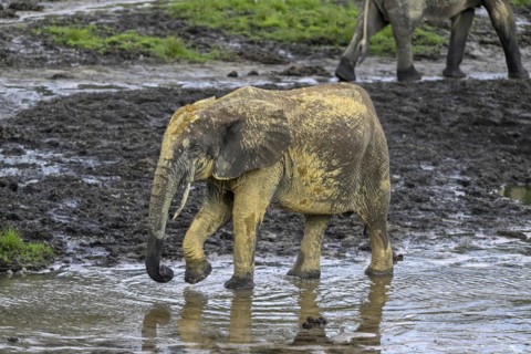 African forest elephant (Loxodonta cyclotis) in the Dzanga Bai forest clearing, Dzanga-Ndoki