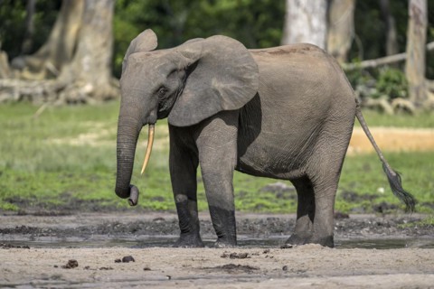 African forest elephant (Loxodonta cyclotis) in the Dzanga Bai forest clearing, Dzanga-Ndoki
