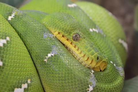 Emerald green tree boa (Corallus caninus), captive, occurrence in South America