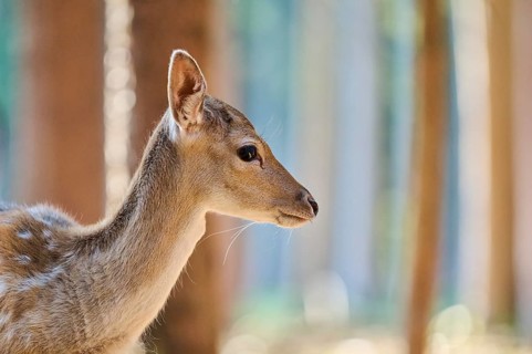 European fallow deer (Dama dama) youngster, portrait, in a forest, Bavaria, Germany, Europe